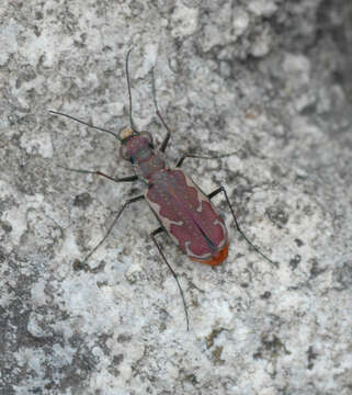 Image of Cicindela (Cicindelidia) dysenterica Bates 1881