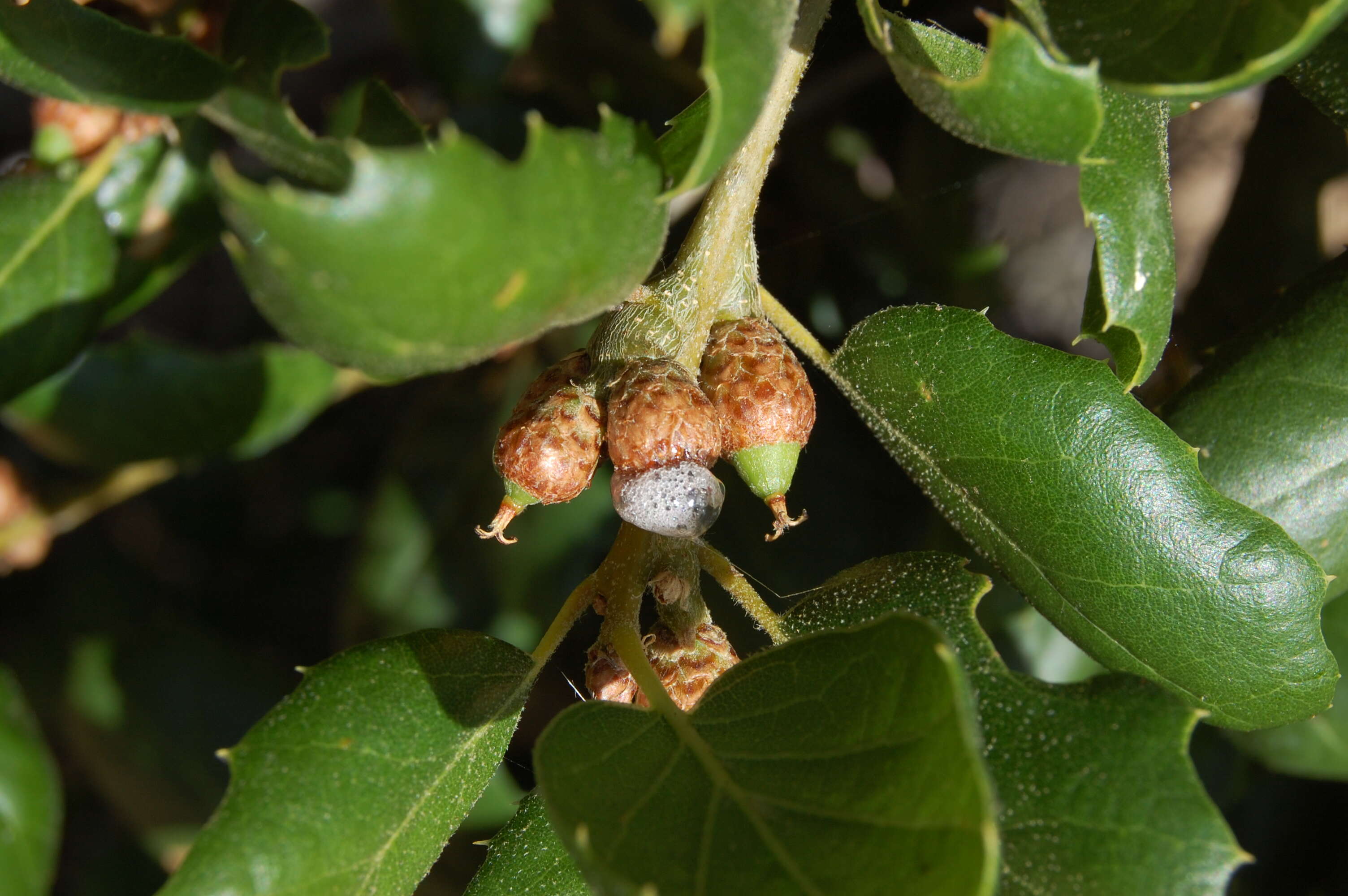 Image of California Live Oak