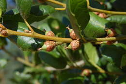 Image of California Live Oak