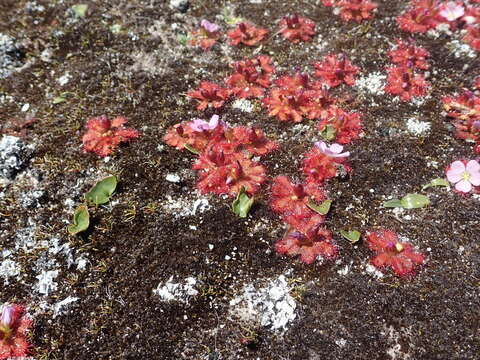 Image of Drosera acaulis L. fil.