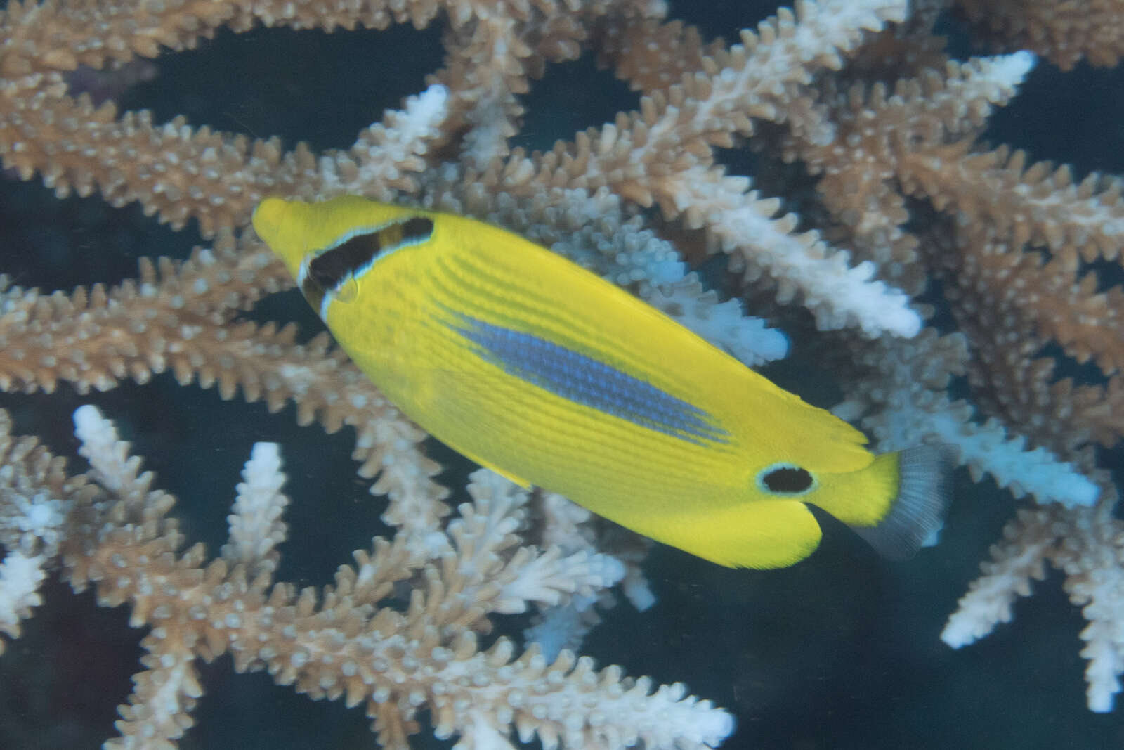 Image of Blue-dash Butterflyfish