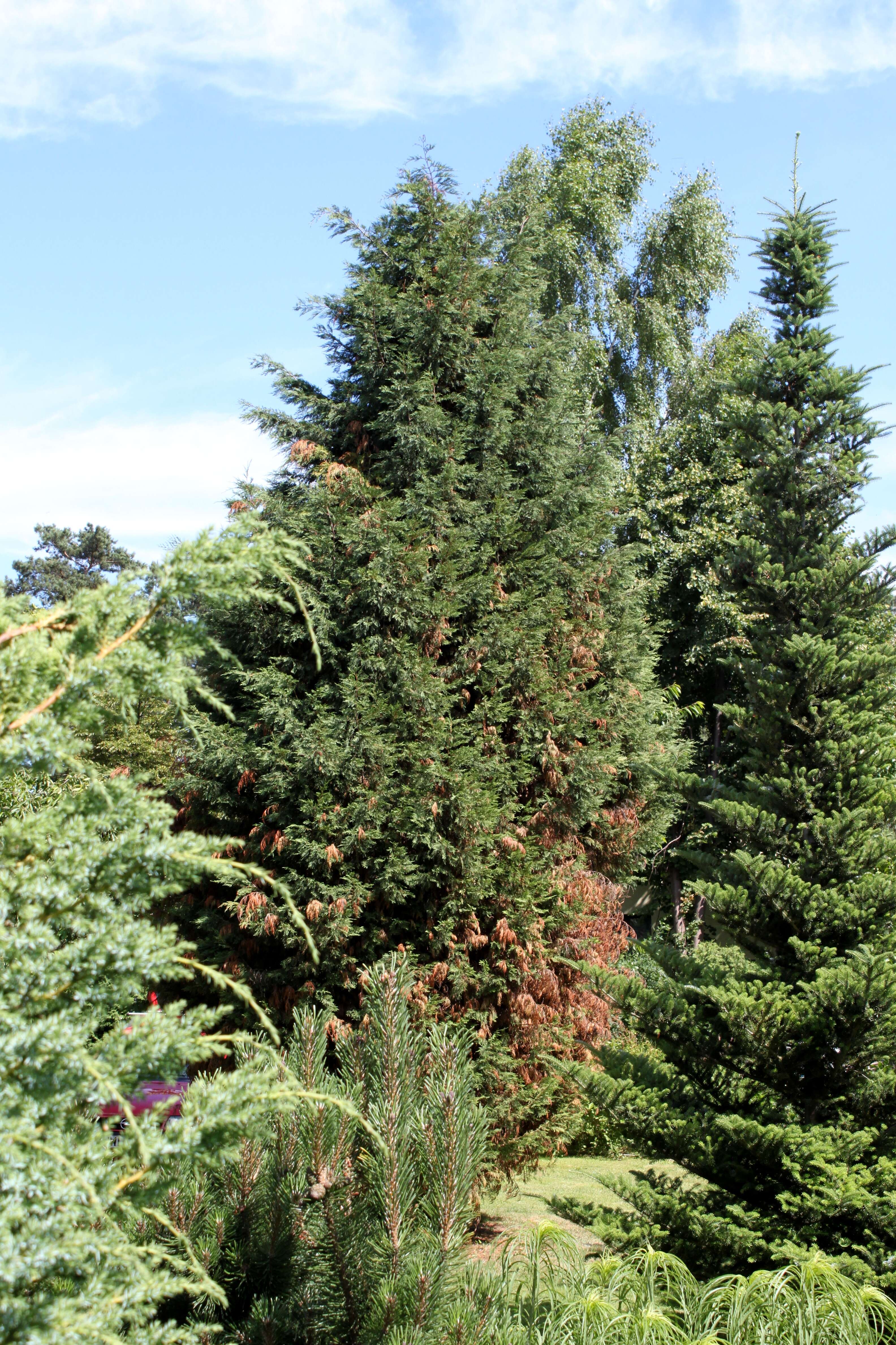 Image of Cupressus × leylandii