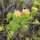 Imagem de Leucospermum oleifolium (P. J. Bergius) R. Br.