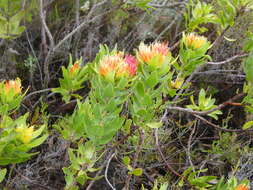 Image of Leucospermum oleifolium (P. J. Bergius) R. Br.