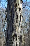 Image of shagbark hickory