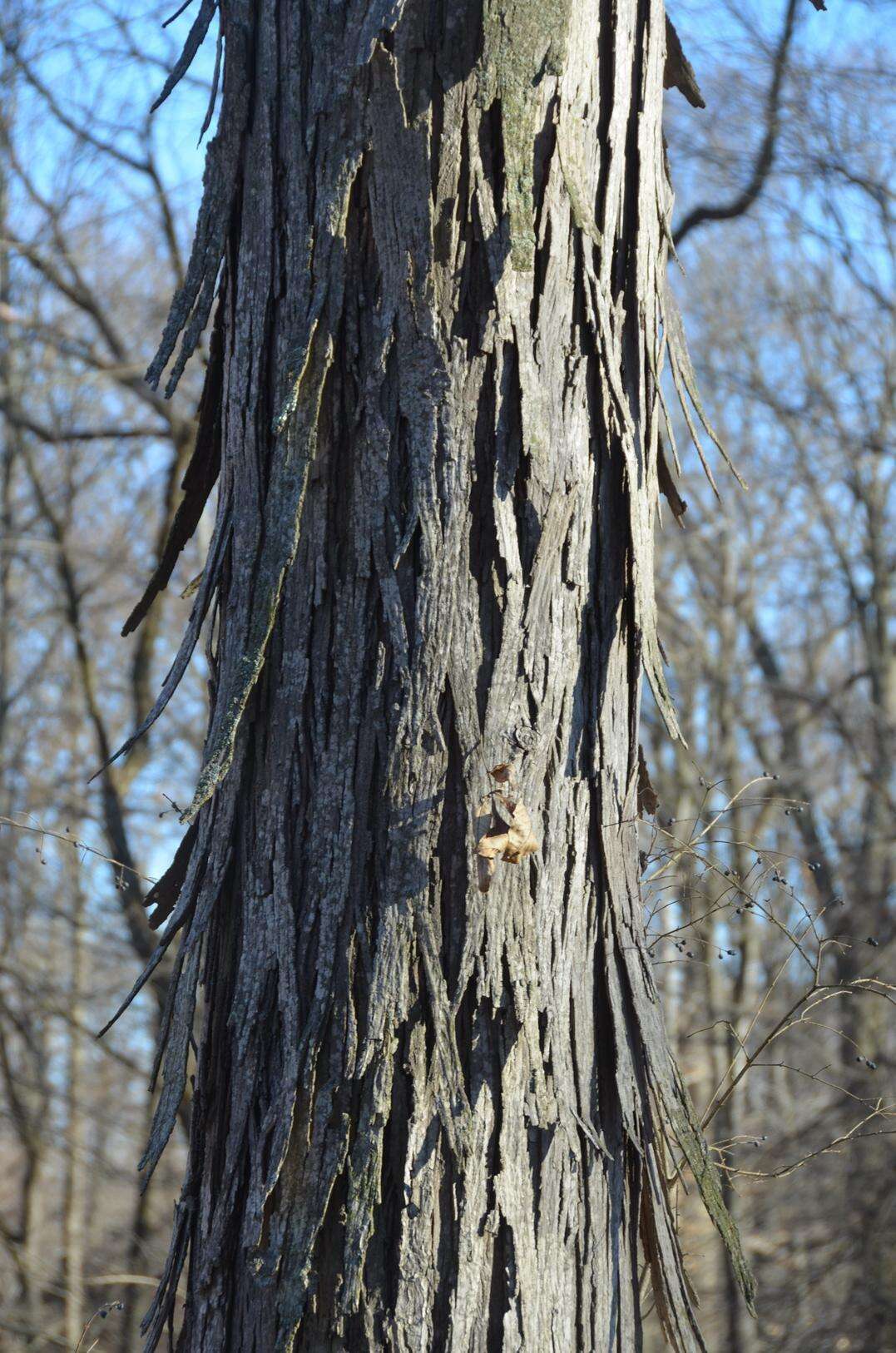 Image of shagbark hickory