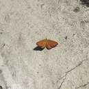 Imagem de Idaea serpentata Hüfnagel 1767