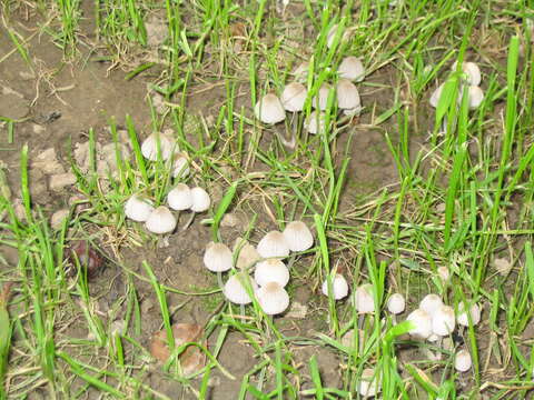 Image of Trooping Inkcaps