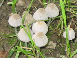 Image of Trooping Inkcaps