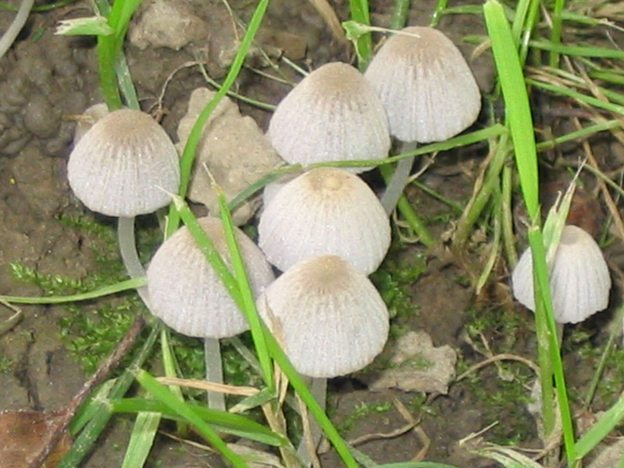 Image of Trooping Inkcaps