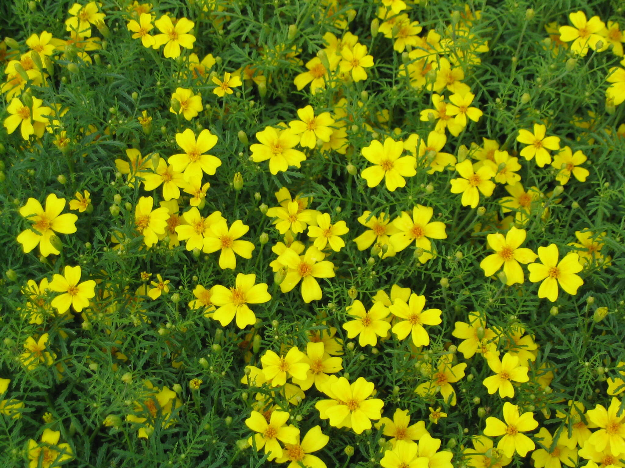 Tagetes tenuifolia Cav. resmi