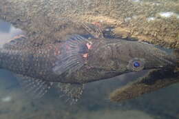 Image of Olive flathead-gudgeon