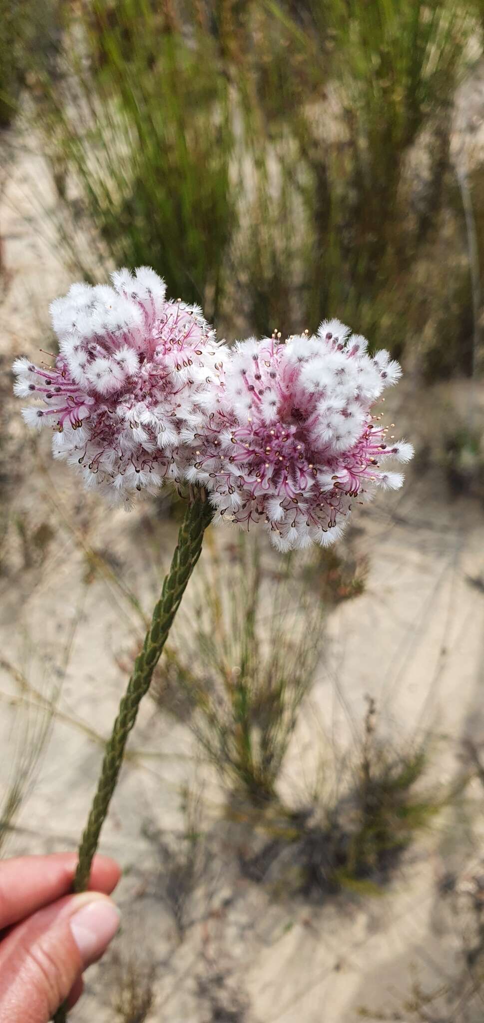 Image of Sorocephalus capitatus Rourke