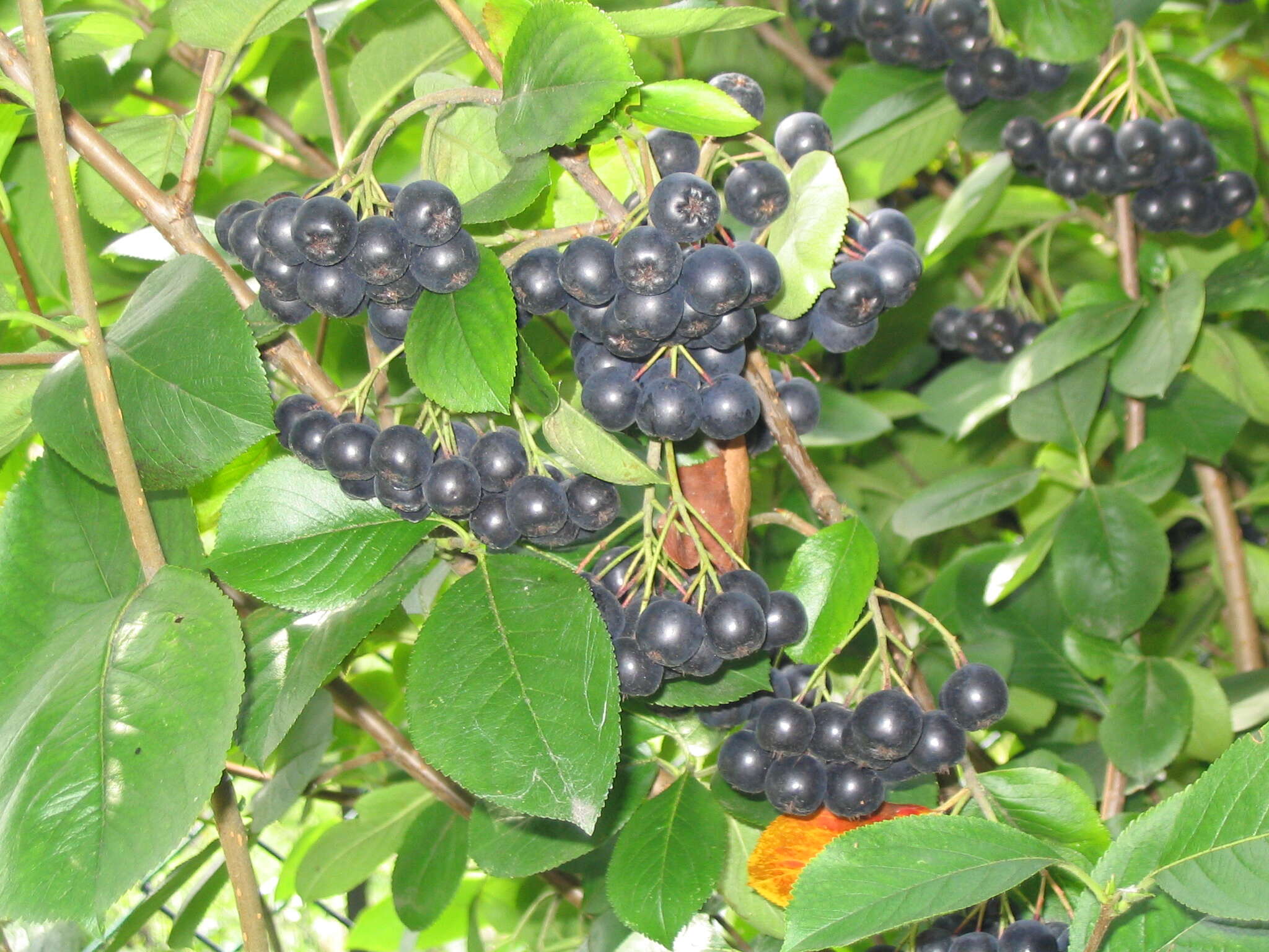Image of Black Chokeberry