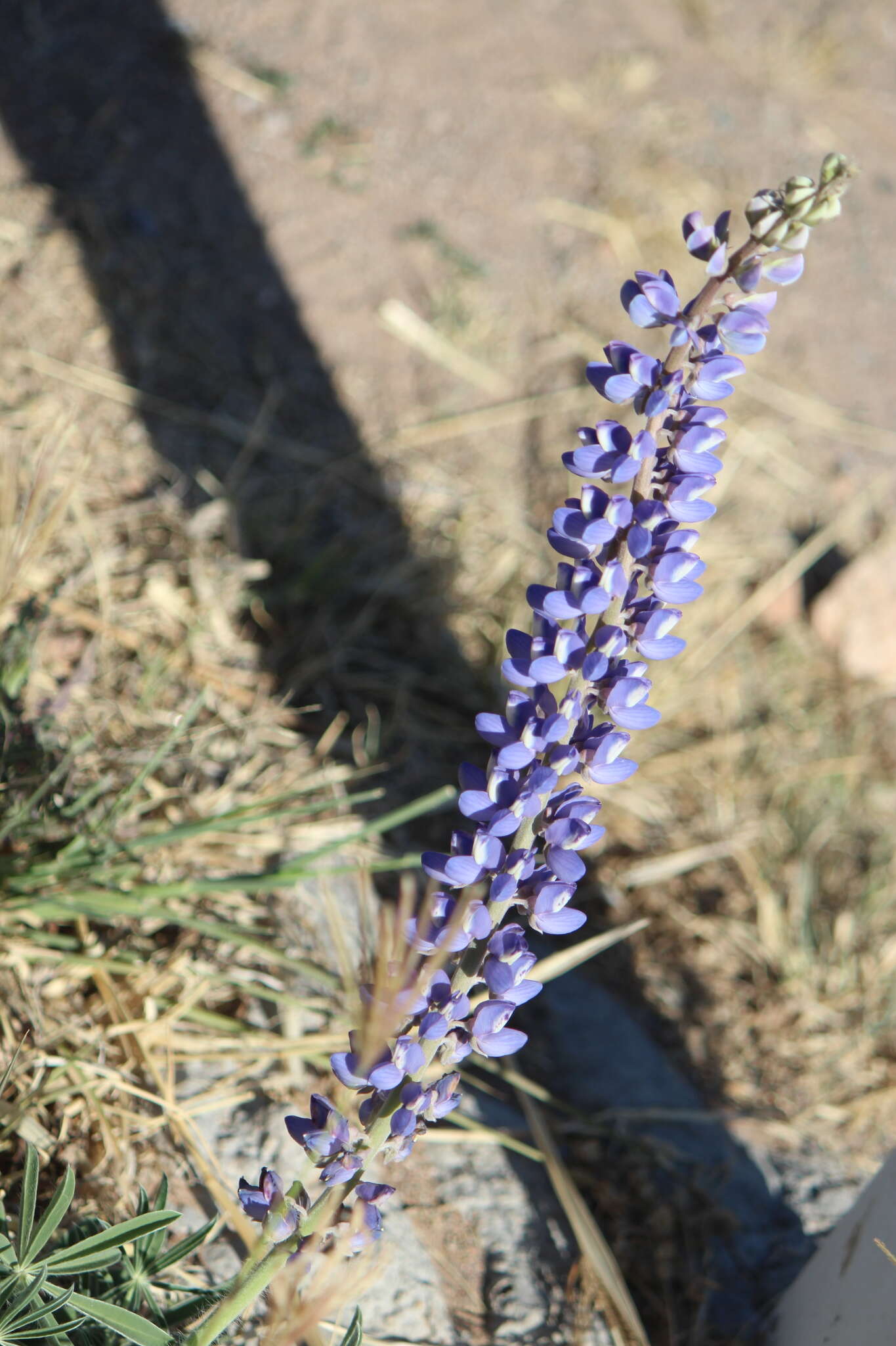 Image of Lupinus montanus Kunth