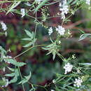 Image of skirret