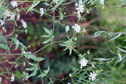 Image of skirret