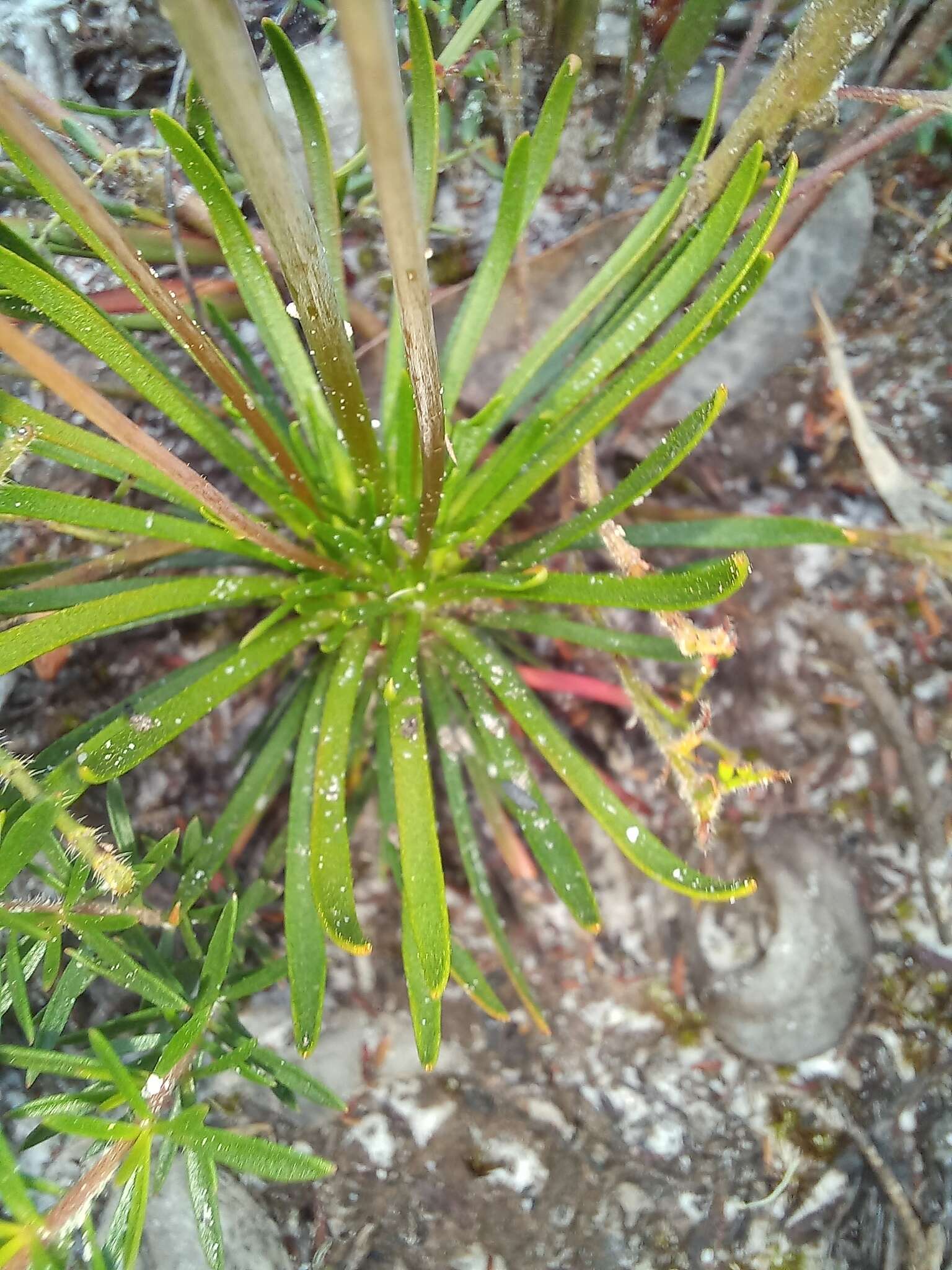 Image de Stylidium diademum Wege