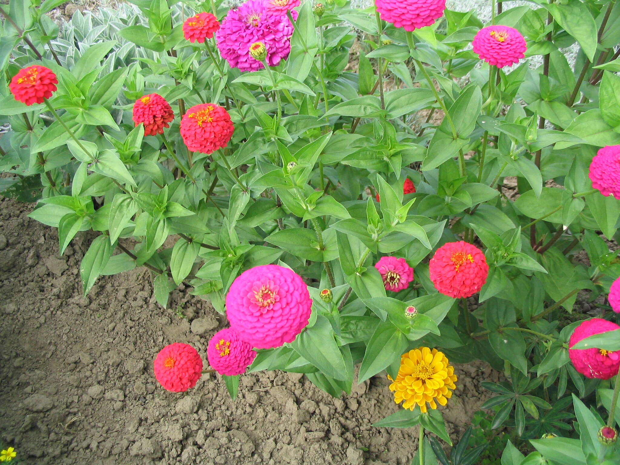 Imagem de Zinnia elegans Jacq.