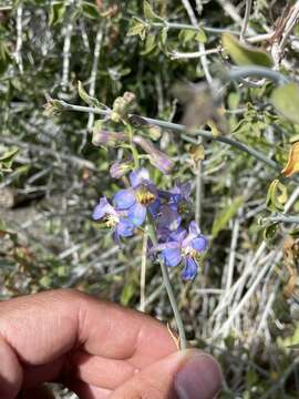 Image of Parish's larkspur