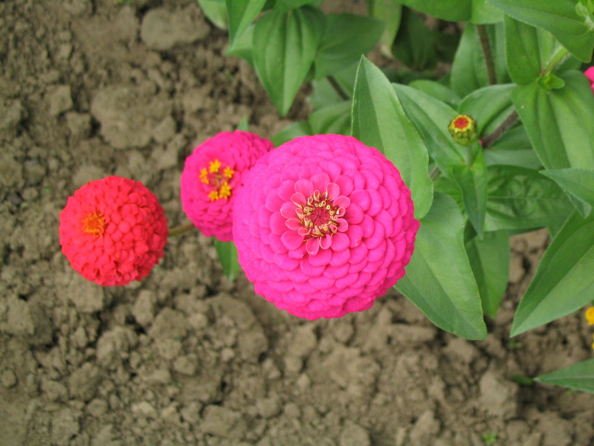 Image of ELEGANT ZINNIA