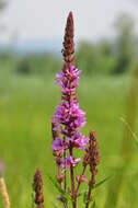 Image of Purple Loosestrife