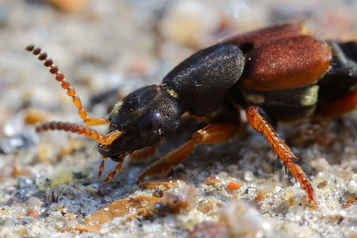 Imagem de Staphylinus dimidiaticornis Gemminger 1851