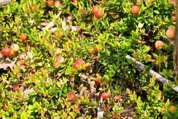 Image of Bog Cranberry