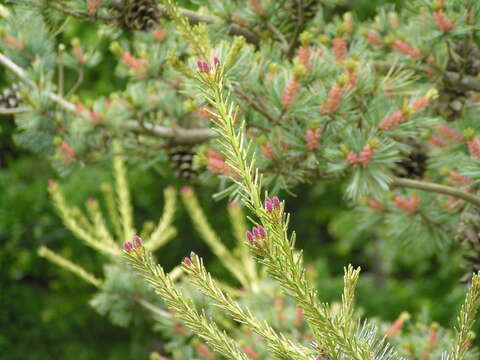 Image of Japanese White Pine