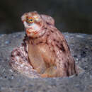 Image of Atlantic longarm octopus