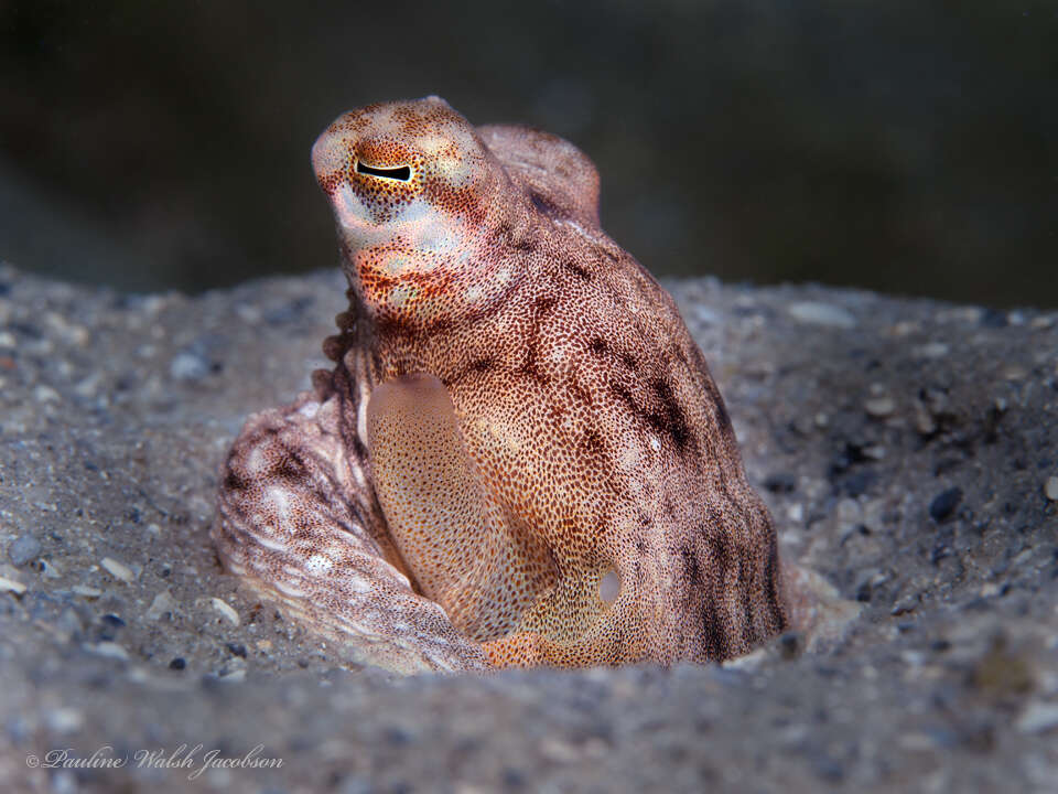 Image of Macrotritopus Grimpe 1922