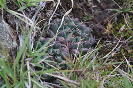 Image of Mammillaria uncinata Zucc. ex Pfeiff.