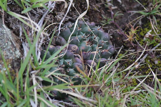 Image of Mammillaria uncinata Zucc. ex Pfeiff.