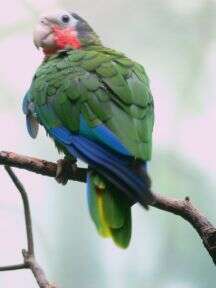 Image of Bahamas Parrot