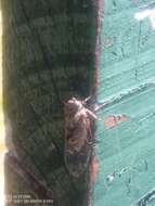 Image of chirping cicada