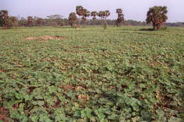 Image of sinkwa towelsponge