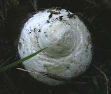 Image of Fly agaric