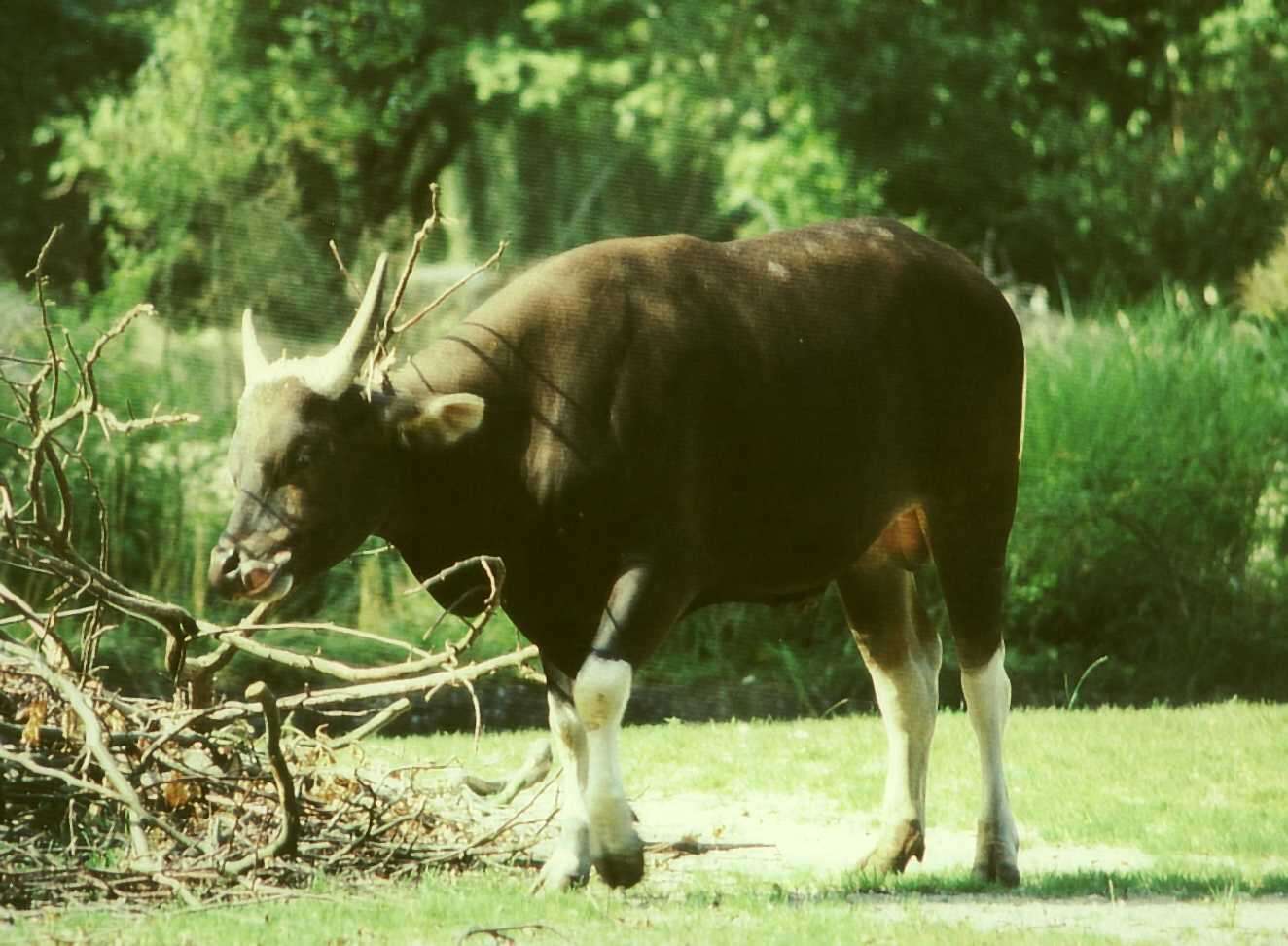 Image of Banteng