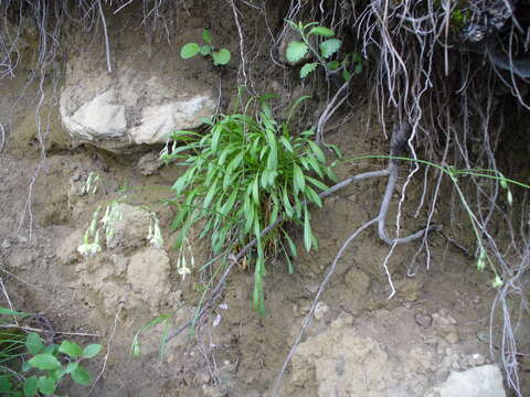 Image of Silene saxatilis Sims