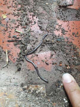 Image of Argentine Blind Snake