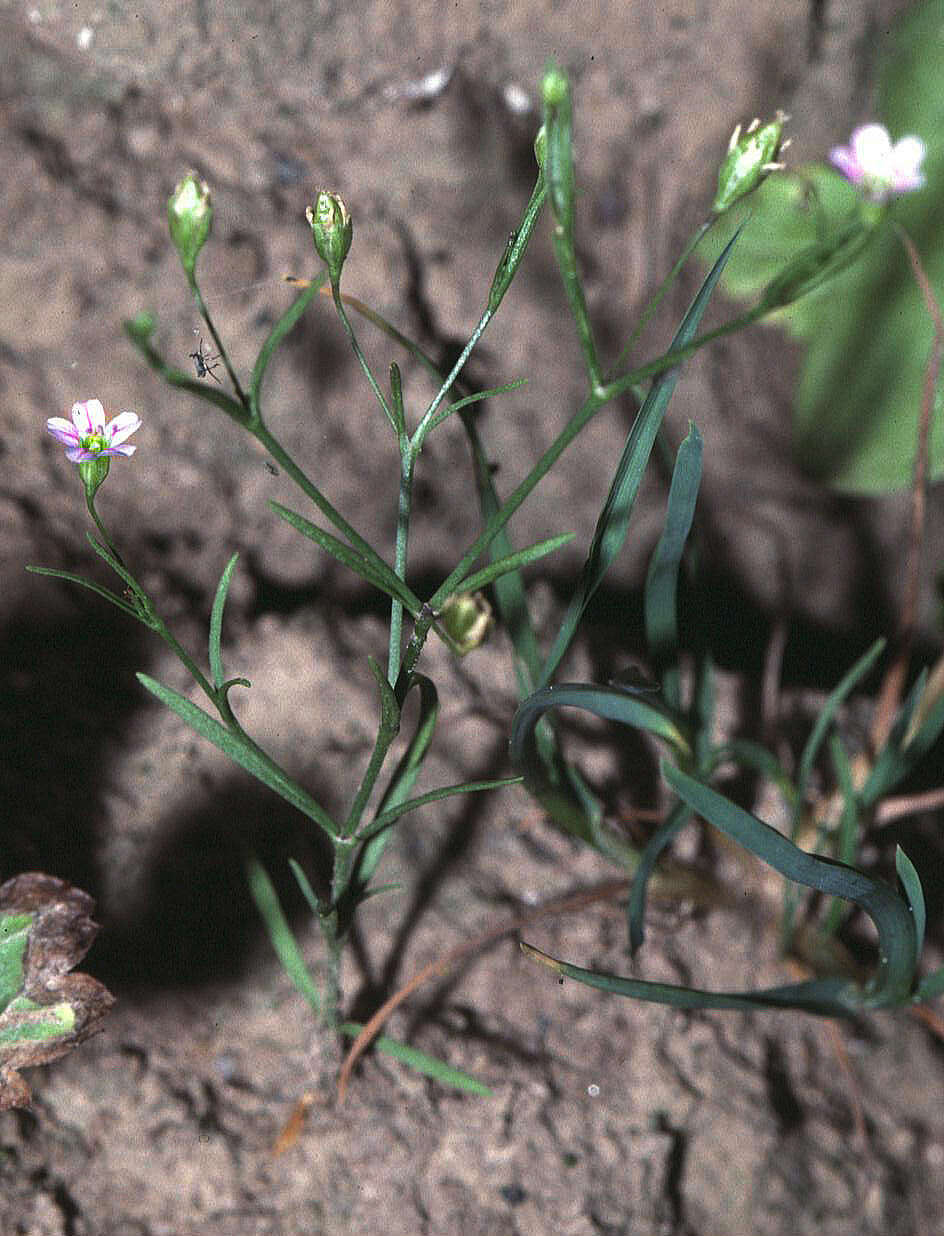 Imagem de Psammophiliella muralis (L.)