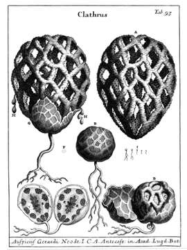 Image of Clathrus ruber P. Micheli ex Pers. 1801