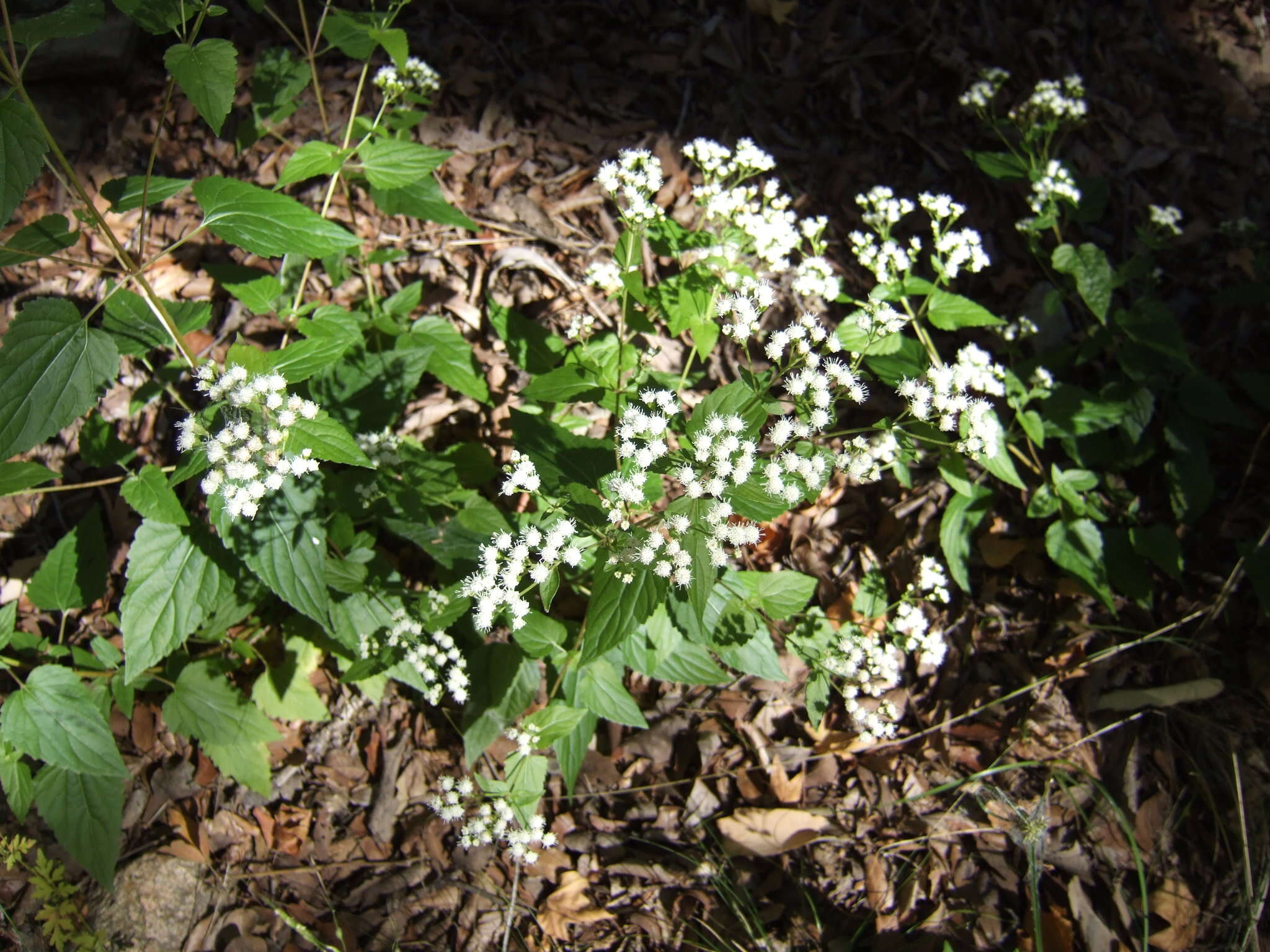 صورة Ageratina rothrockii (A. Gray) R. King & H. Rob.