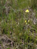 Image of stiff yellow flax