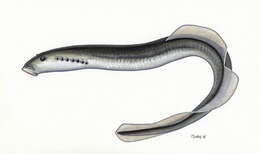 Image of Carpathian Brook Lamprey