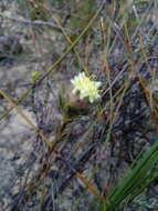 Plancia ëd Leucadendron sericeum (Thunb.) R. Br.