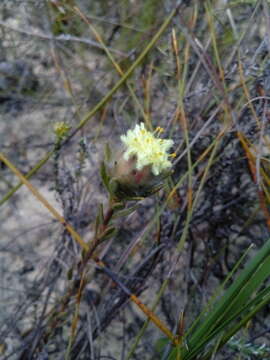 Image of Leucadendron sericeum (Thunb.) R. Br.