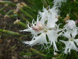 Image of feathered pink