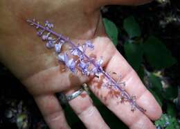 Image of Forest spur-flower