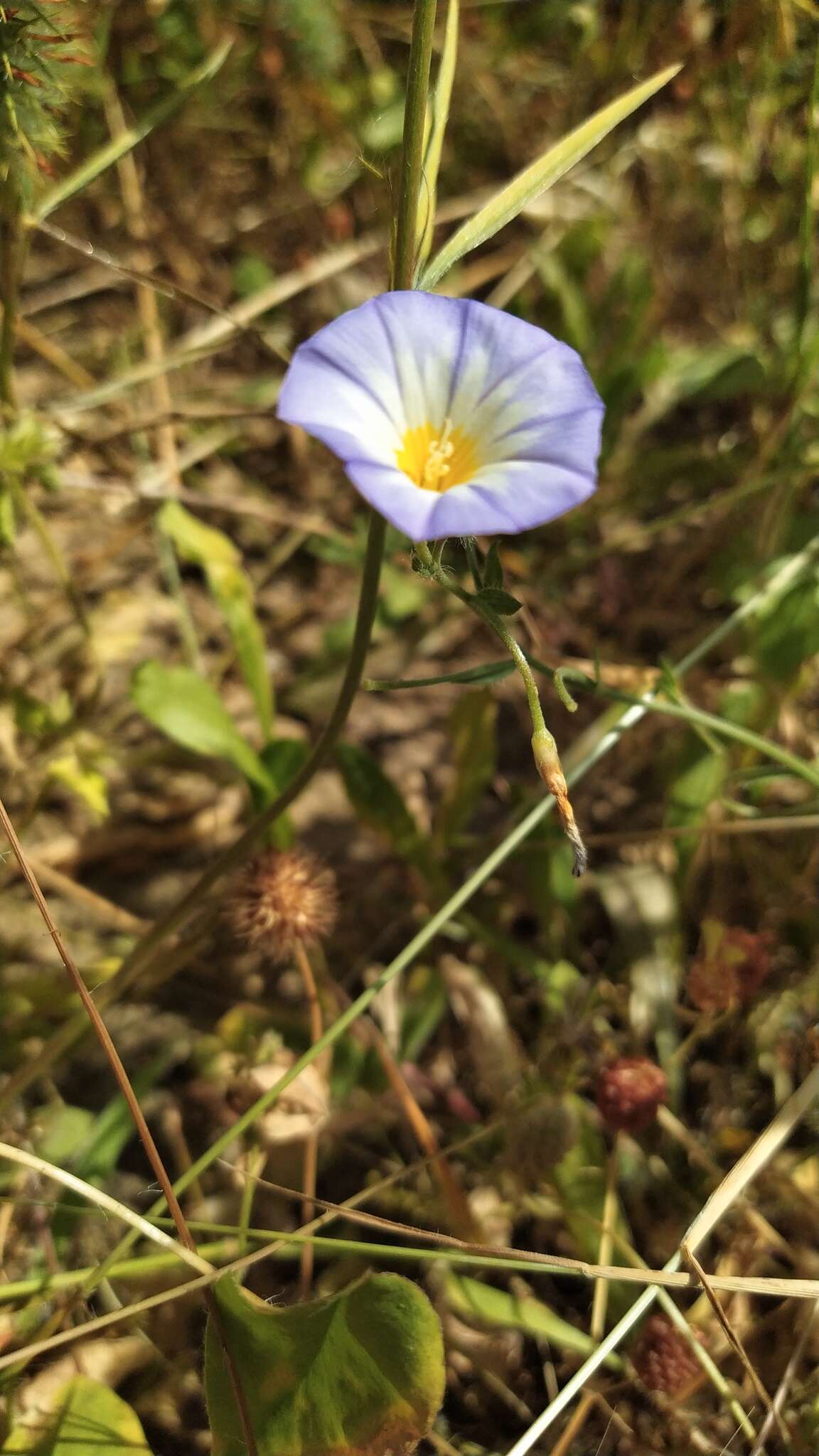 Convolvulus meonanthus Hoffmanns. & Link resmi